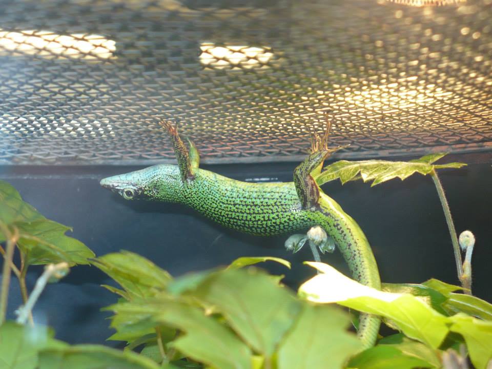 Emerald tree skink