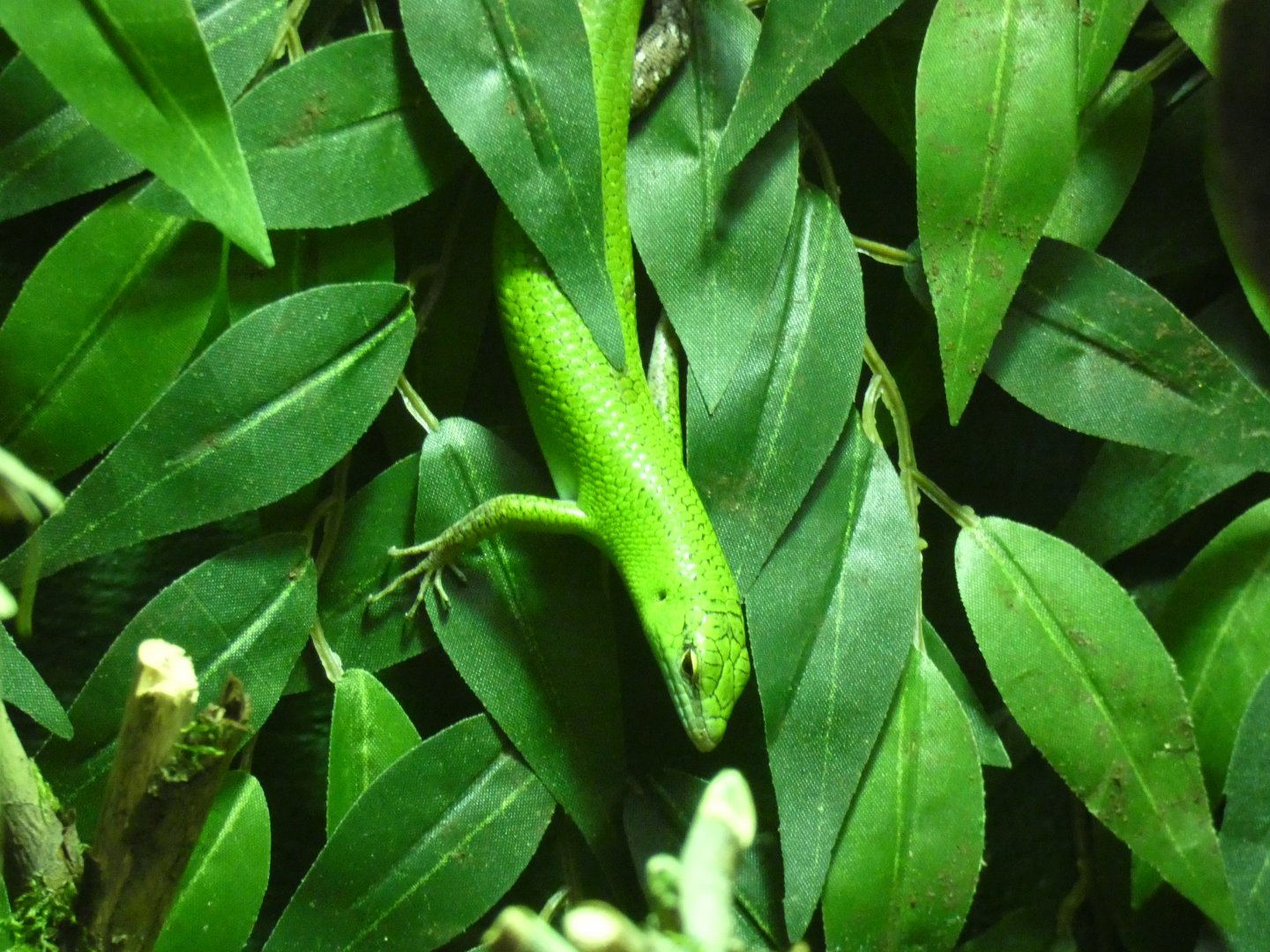 Emerald Tree Skink