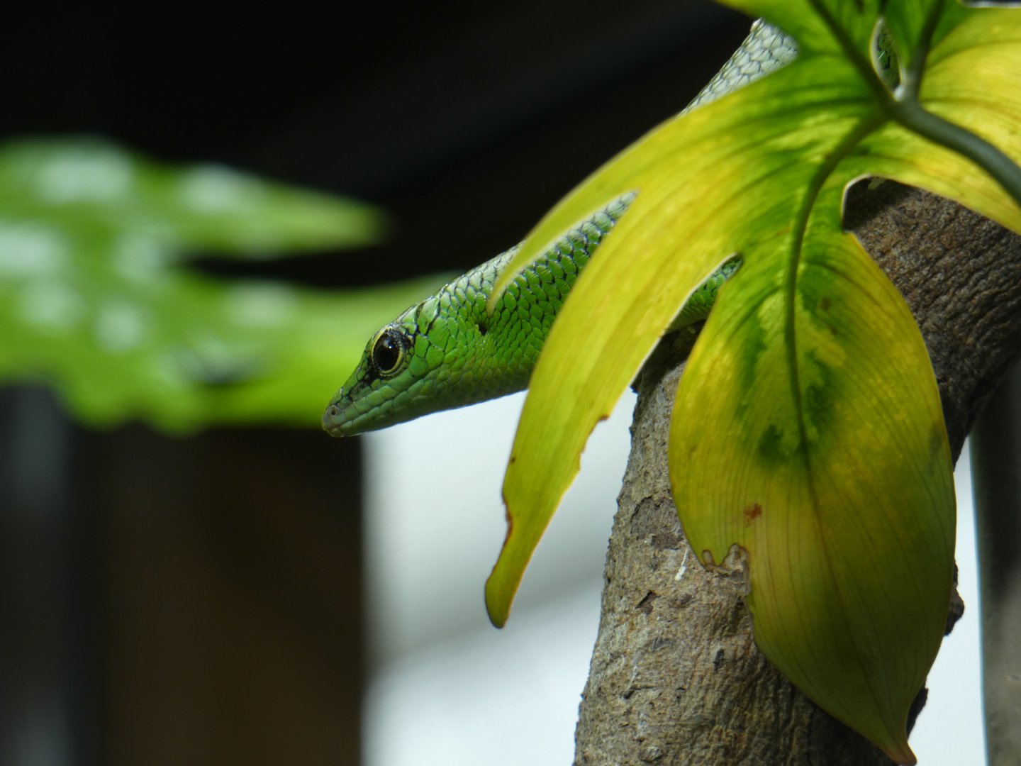 Emerald tree skink