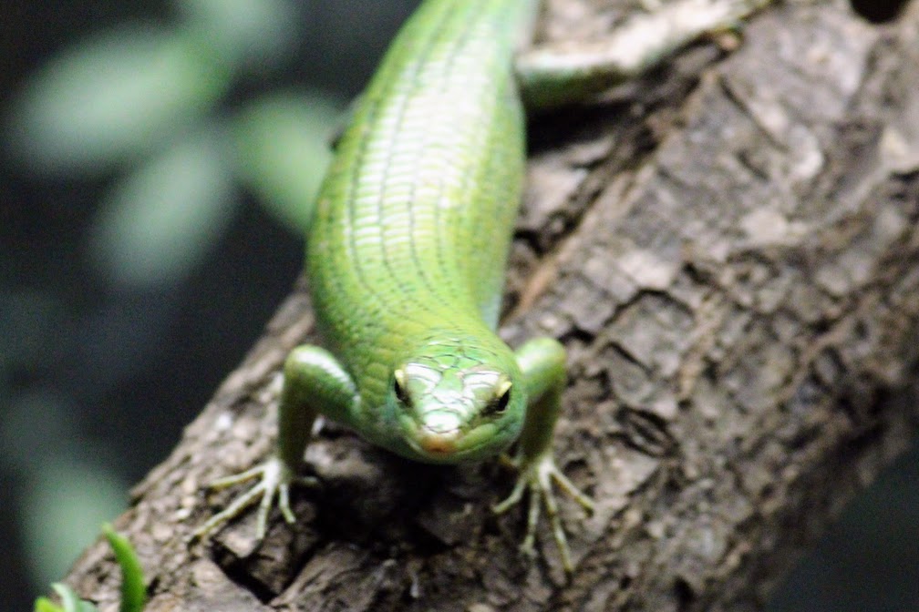 Emerald Tree Skink