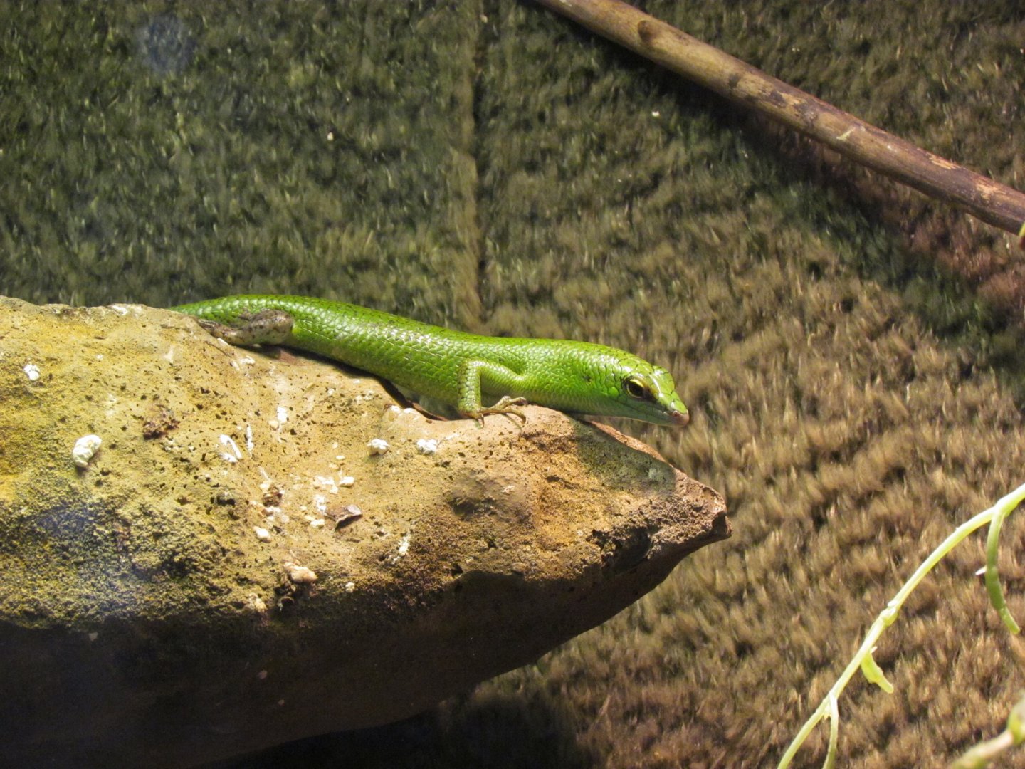 Emerald Tree Skink