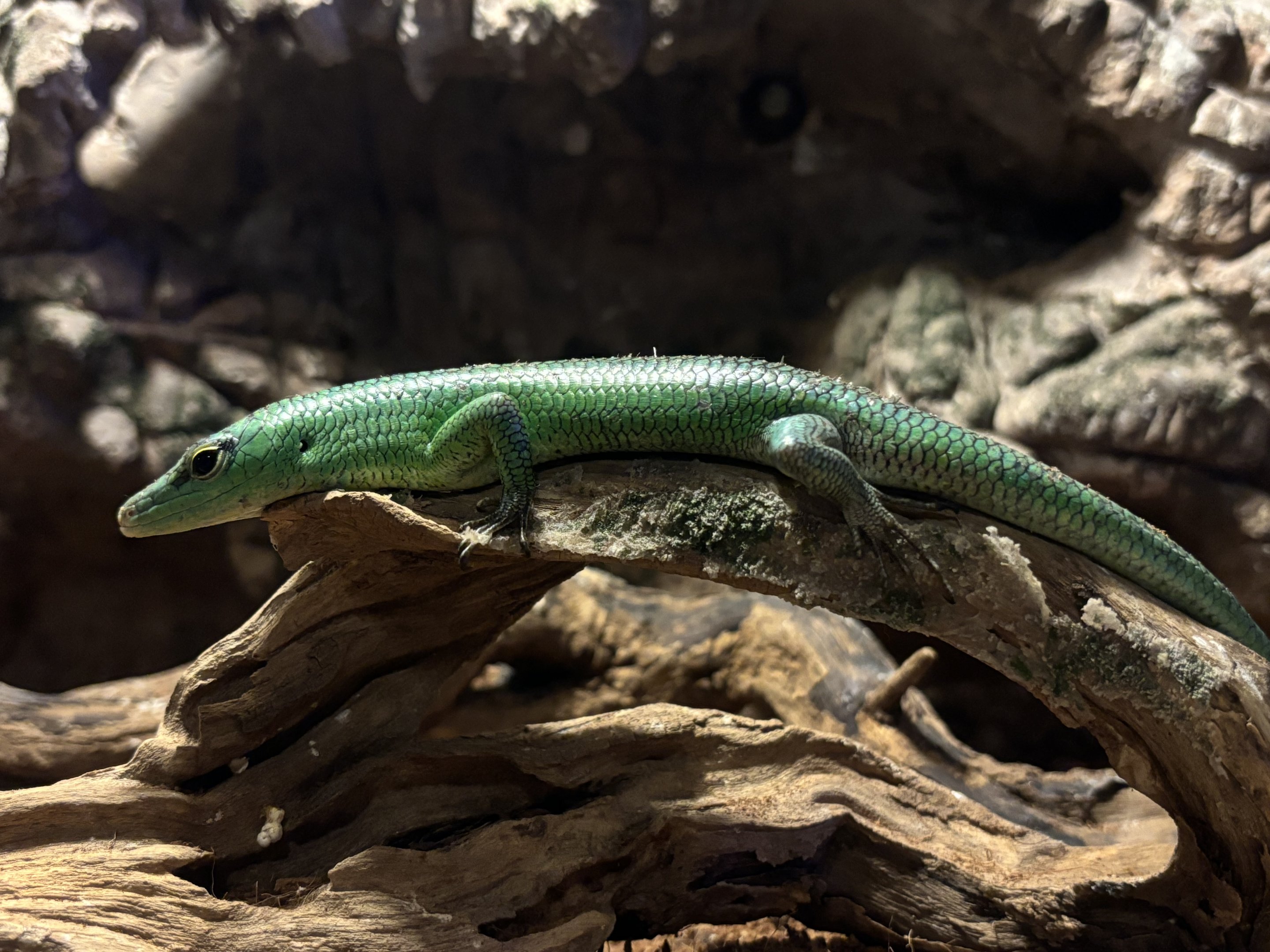 Emerald Tree Skink