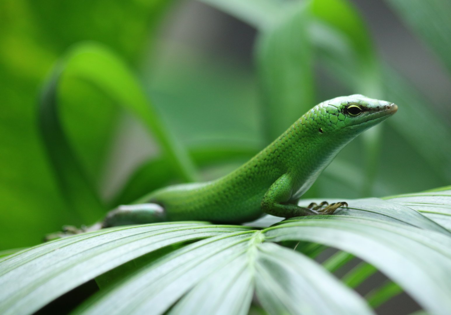 Emerald Tree Skink