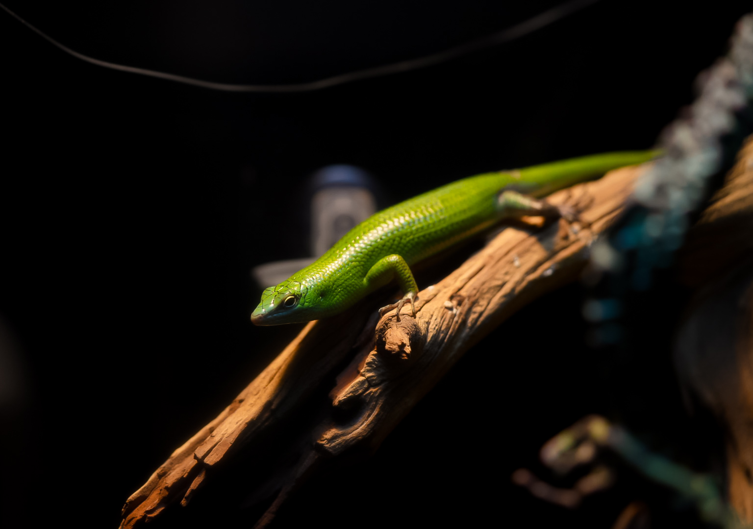 Emerald Tree Skink