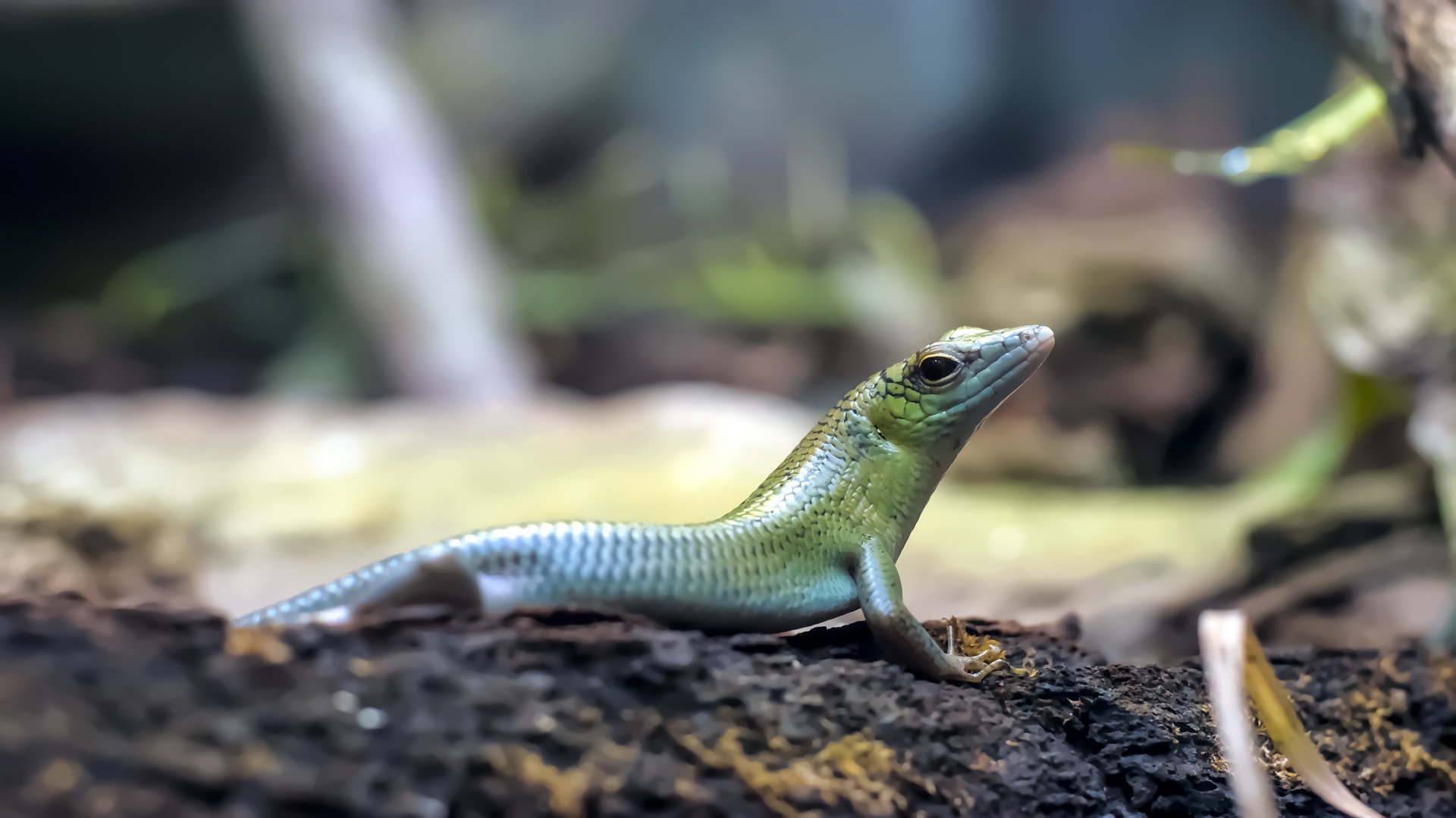 Emerald tree skink
