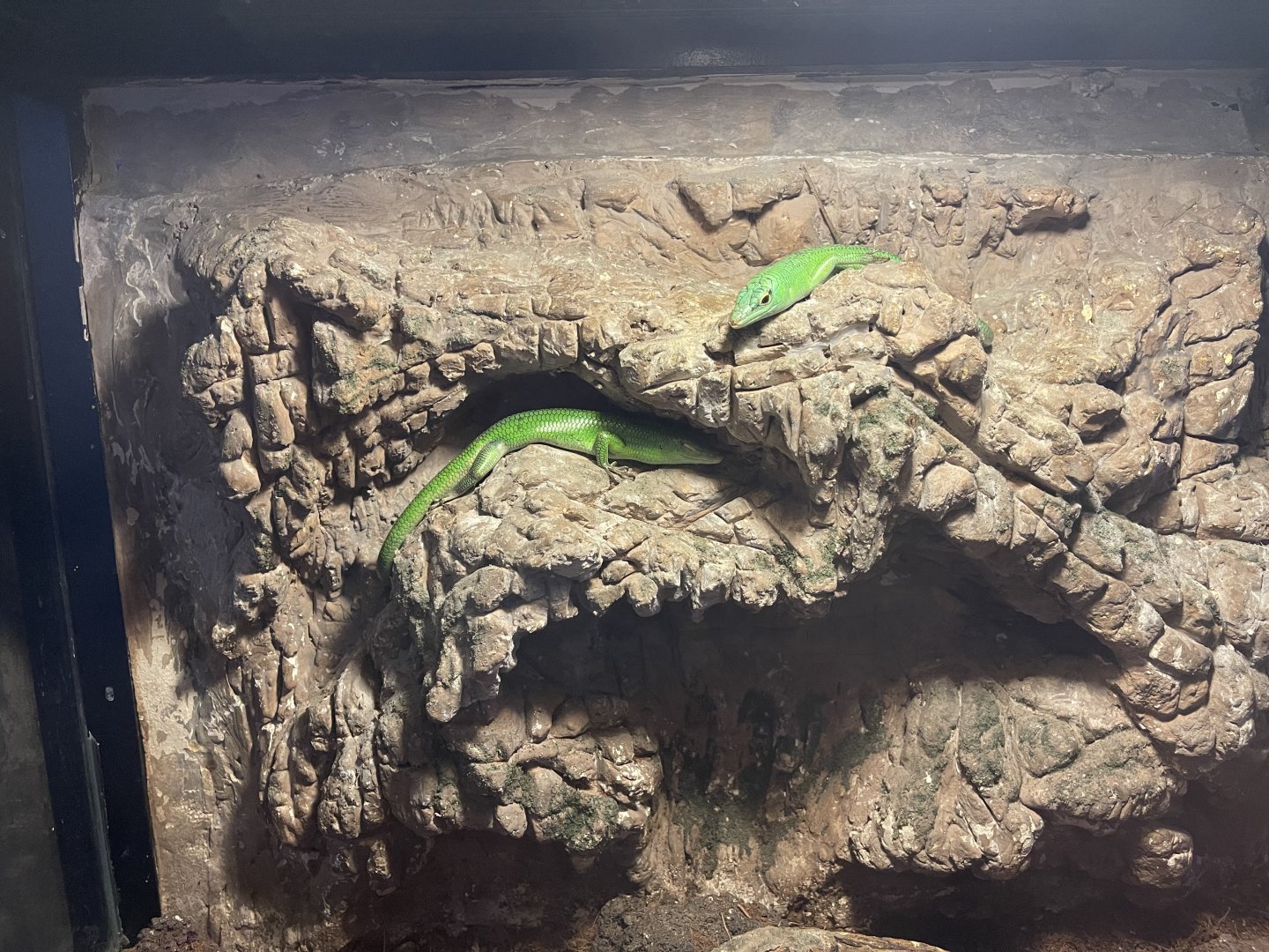 emerald tree skinks (lamprolepis smaragdina)