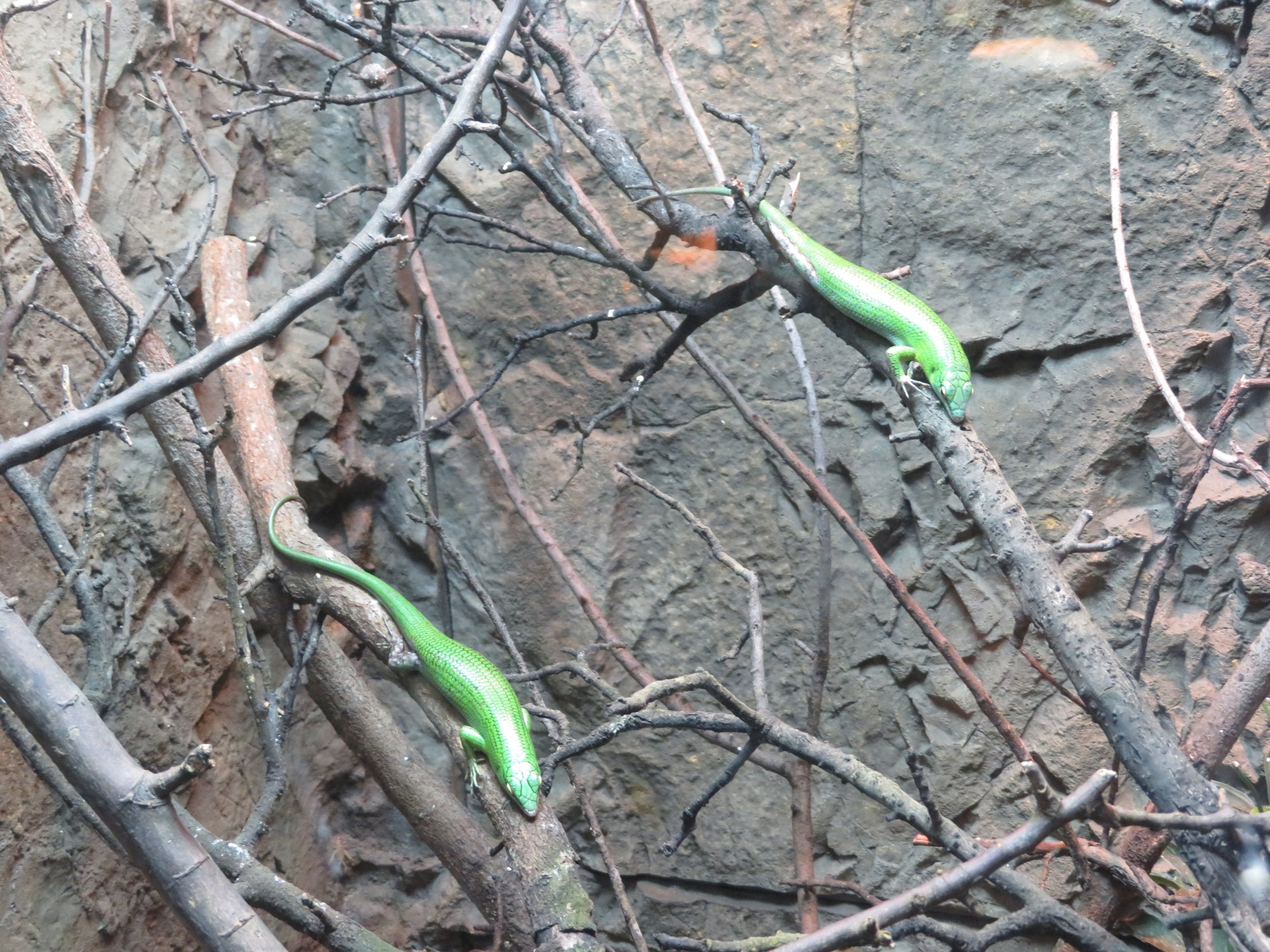 Emerald Tree Skinks