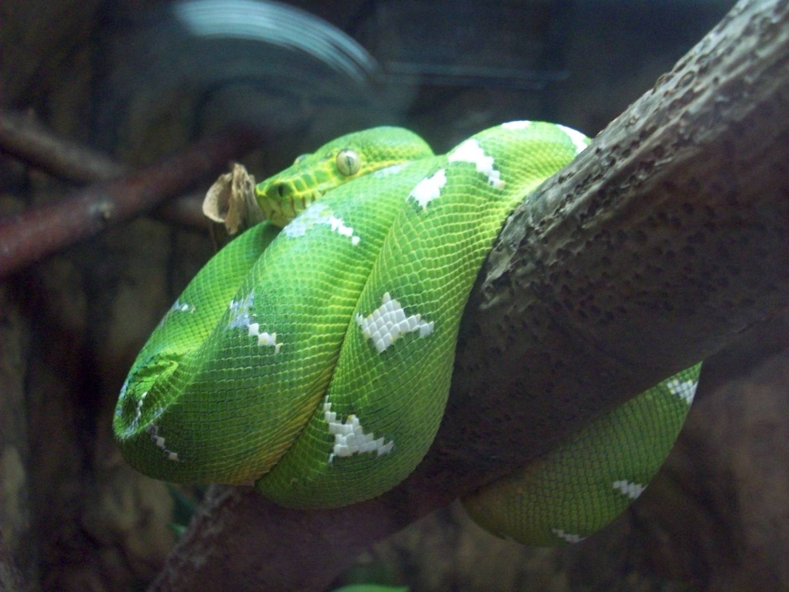 Emerald Tree Snake