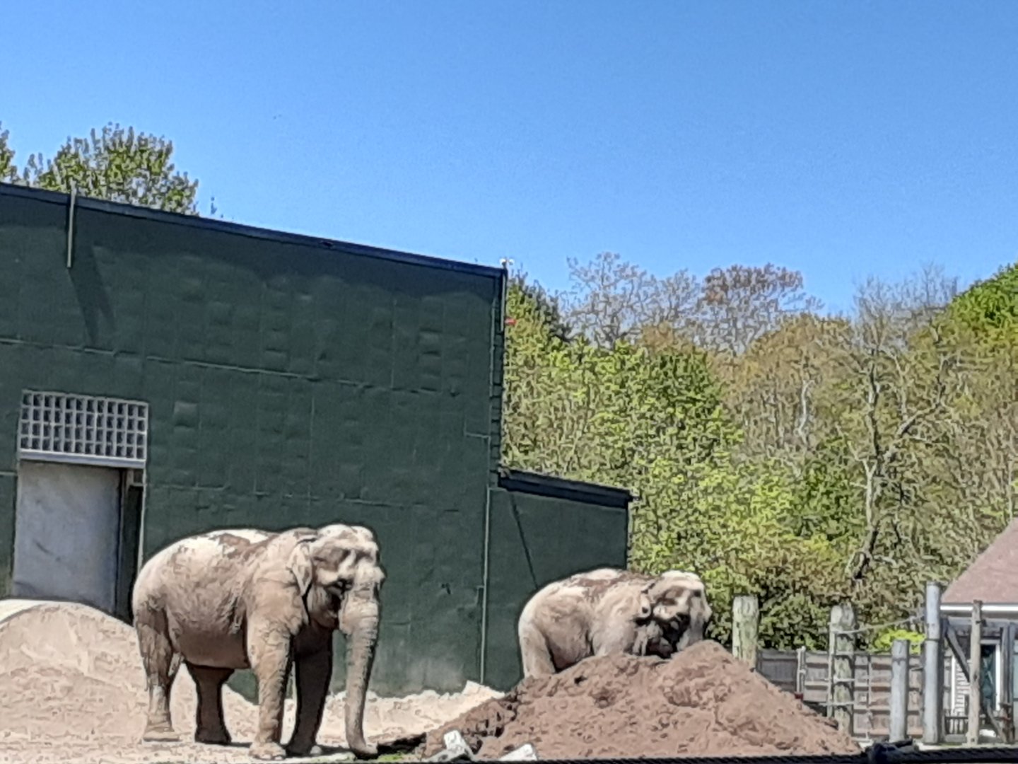 Emily and Ruth- the Asian Elephants