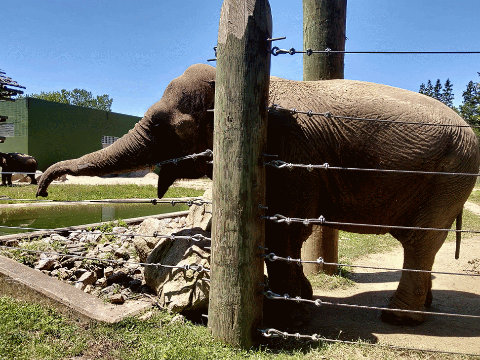 Emily resting her trunk - Gif