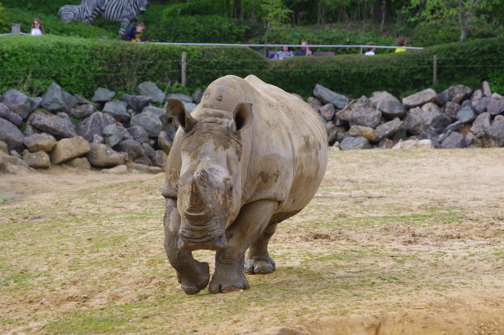 Emily- Southern White Rhino- 11/4/2024