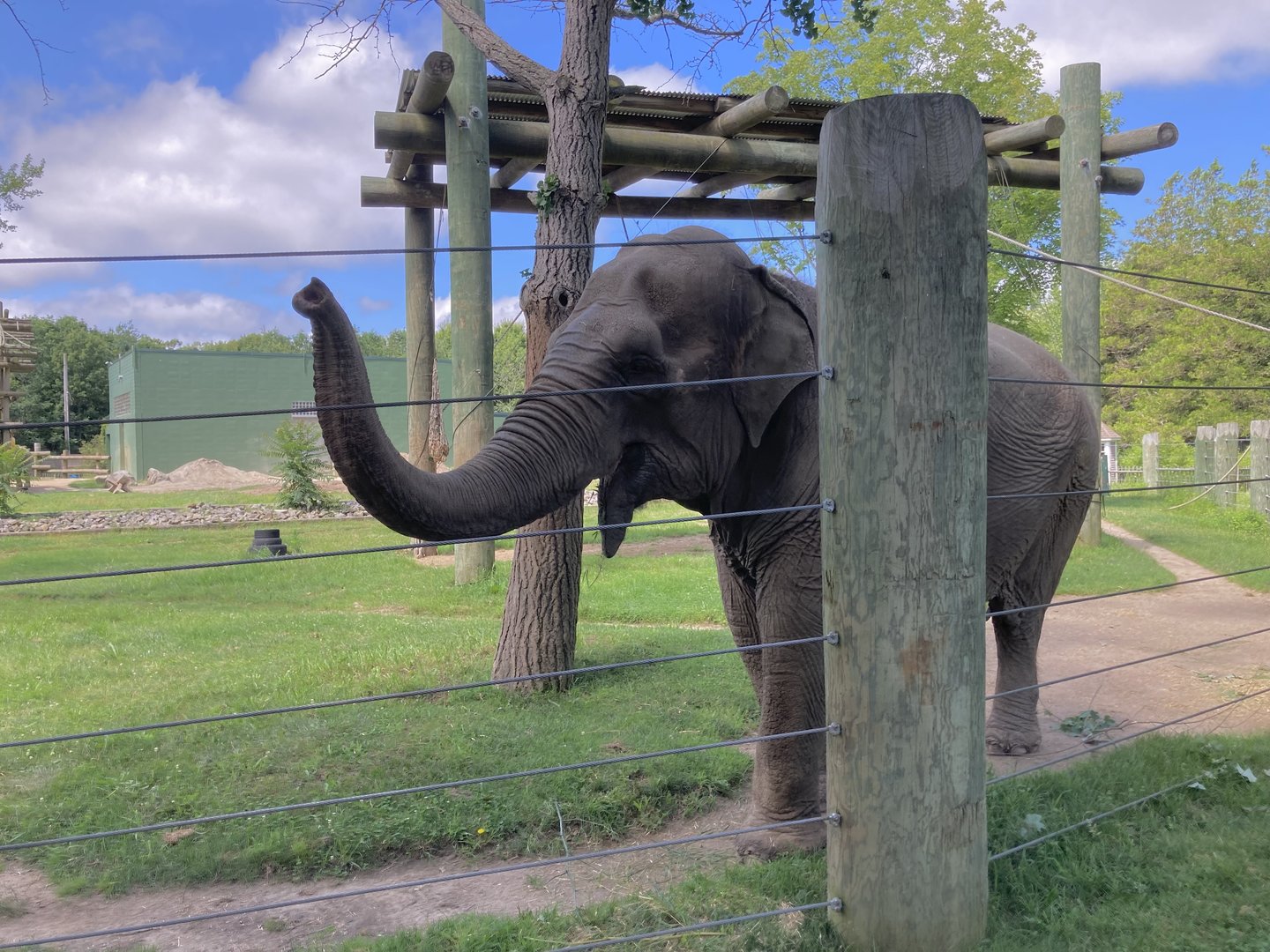 Emily the Elephant (July 7th)