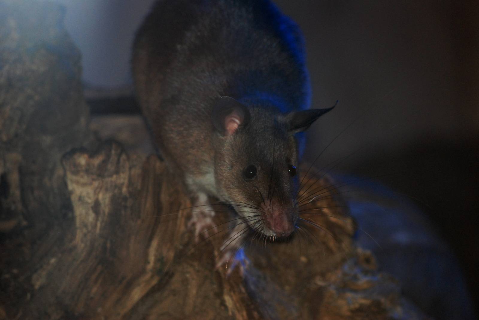 Emin's Giant Pouched Rat at Pilsen, 31/08/12