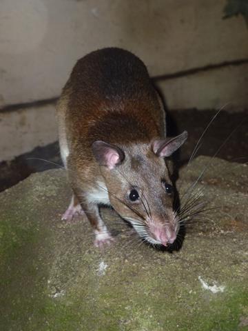 Emin's giant pouched rat, October 2013.