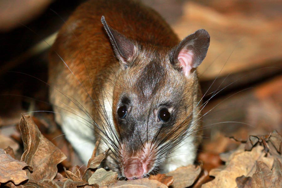 Emin's Pouched Rat (Cricetomys emini)