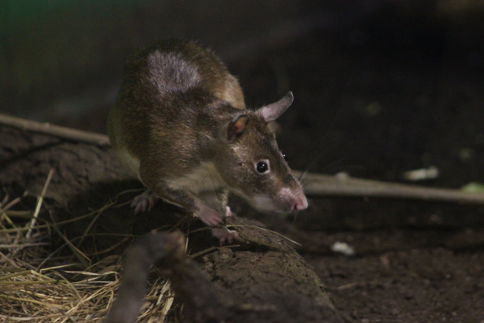 Emin's pouched rat (Cricetomys emini)