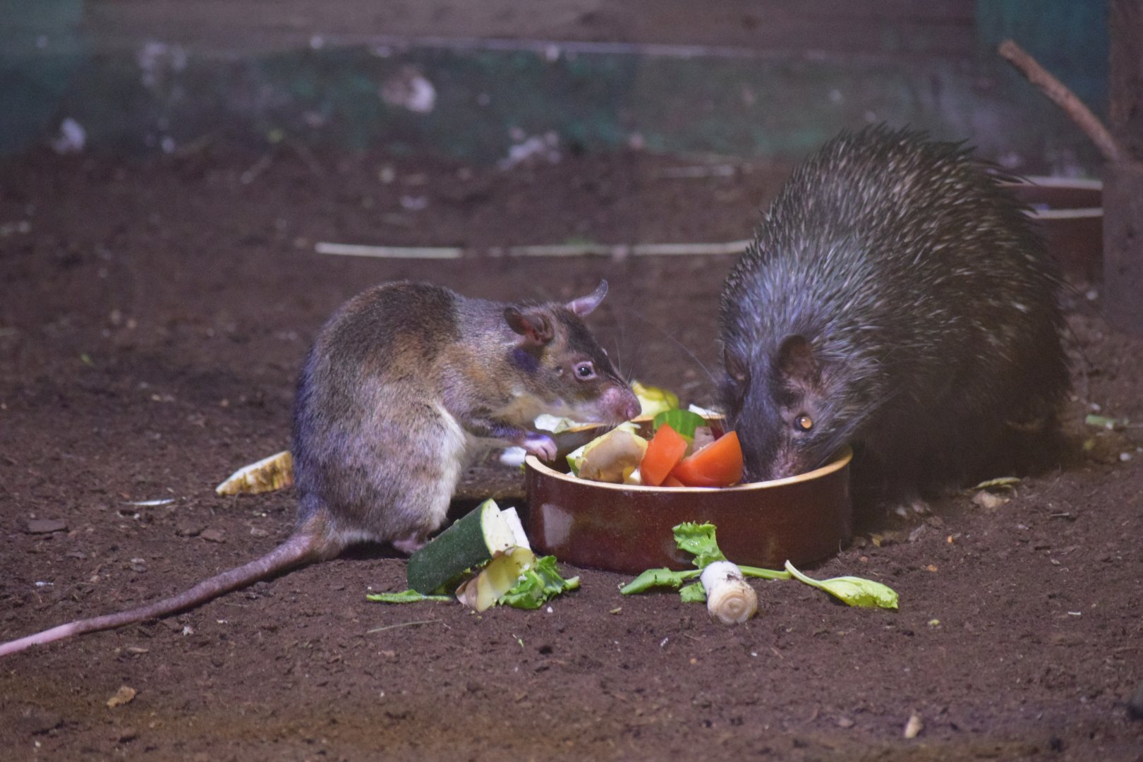 Emin's pouched rat - October 2020