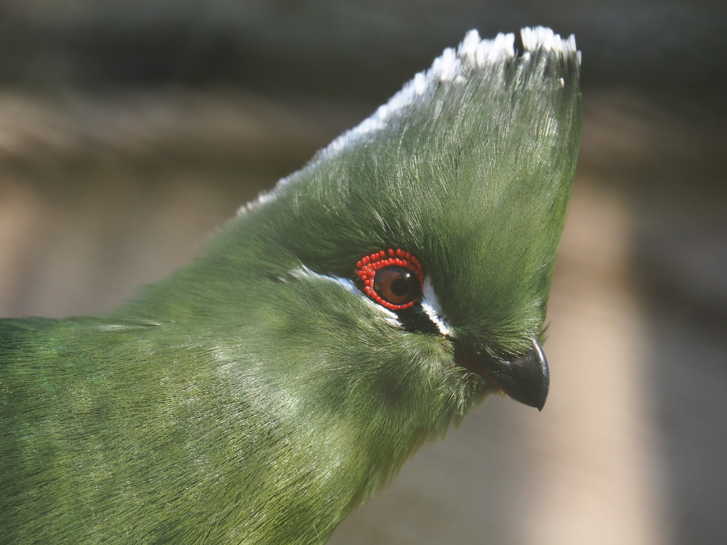Emin's turaco (Tauraco schuettii emini), Feb 16th, 2019