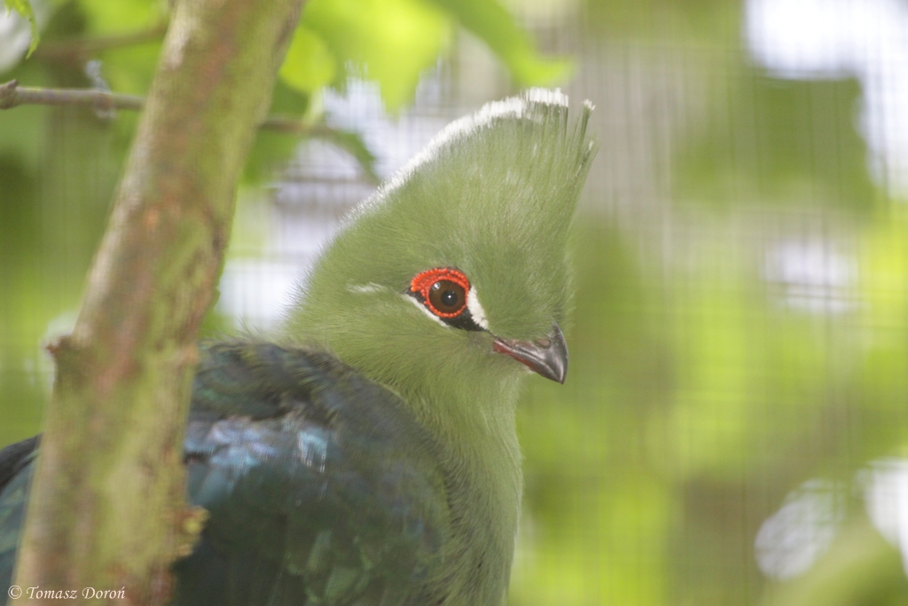 Emin's turaco (Tauraco schuettii emini)