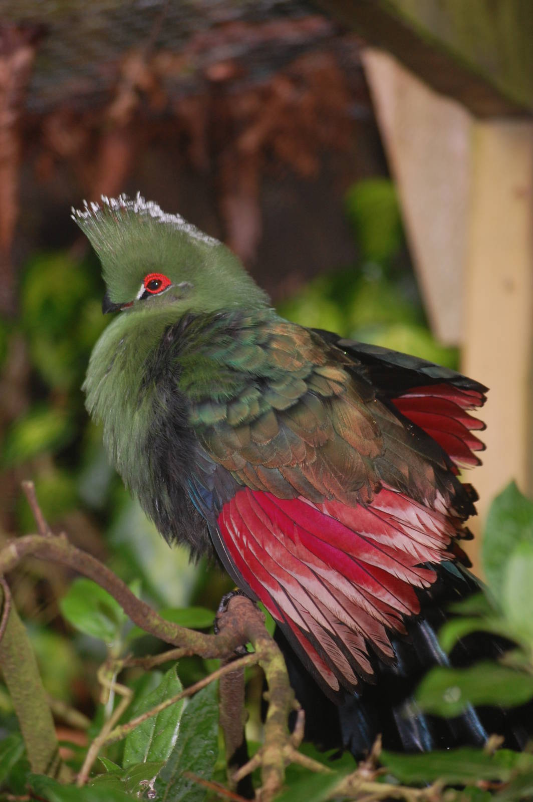Emin's turaco