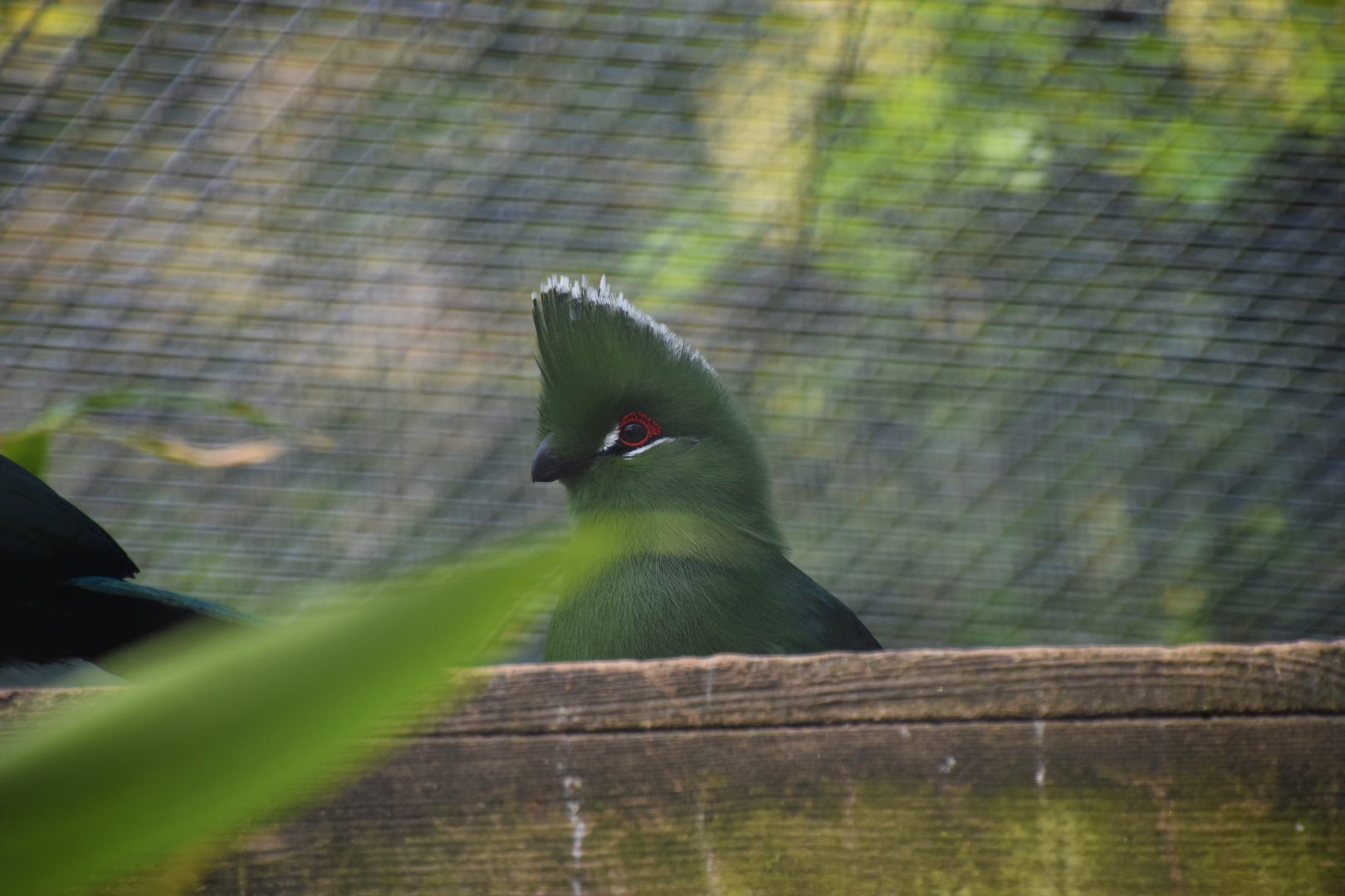 Emin's turaco