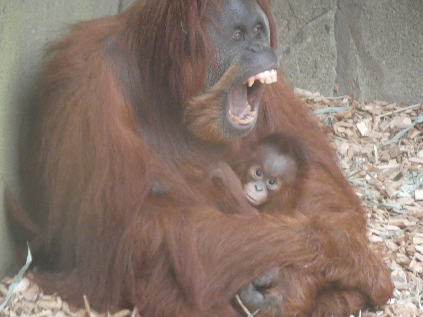 Emma and baby Sumatran Orang-utan