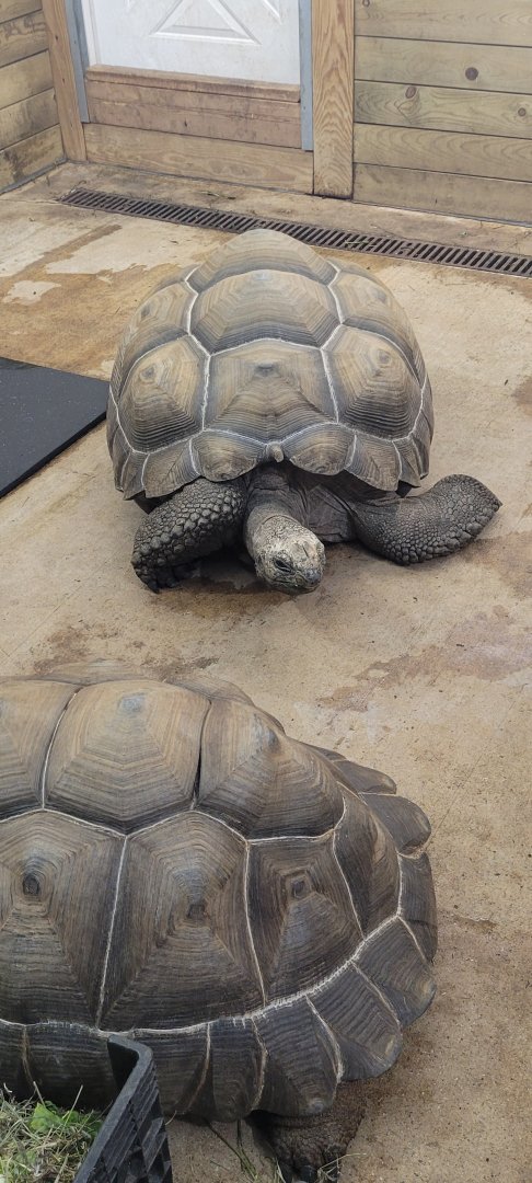 Emma and Charles the Aldabra Giant Tortoises (1/25/25)
