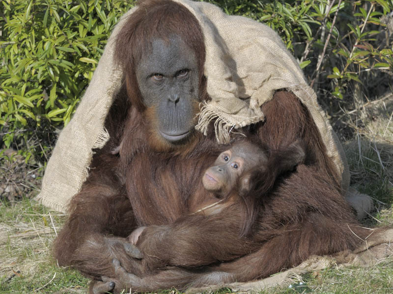Emma and Indah, Sumatran orang utans
