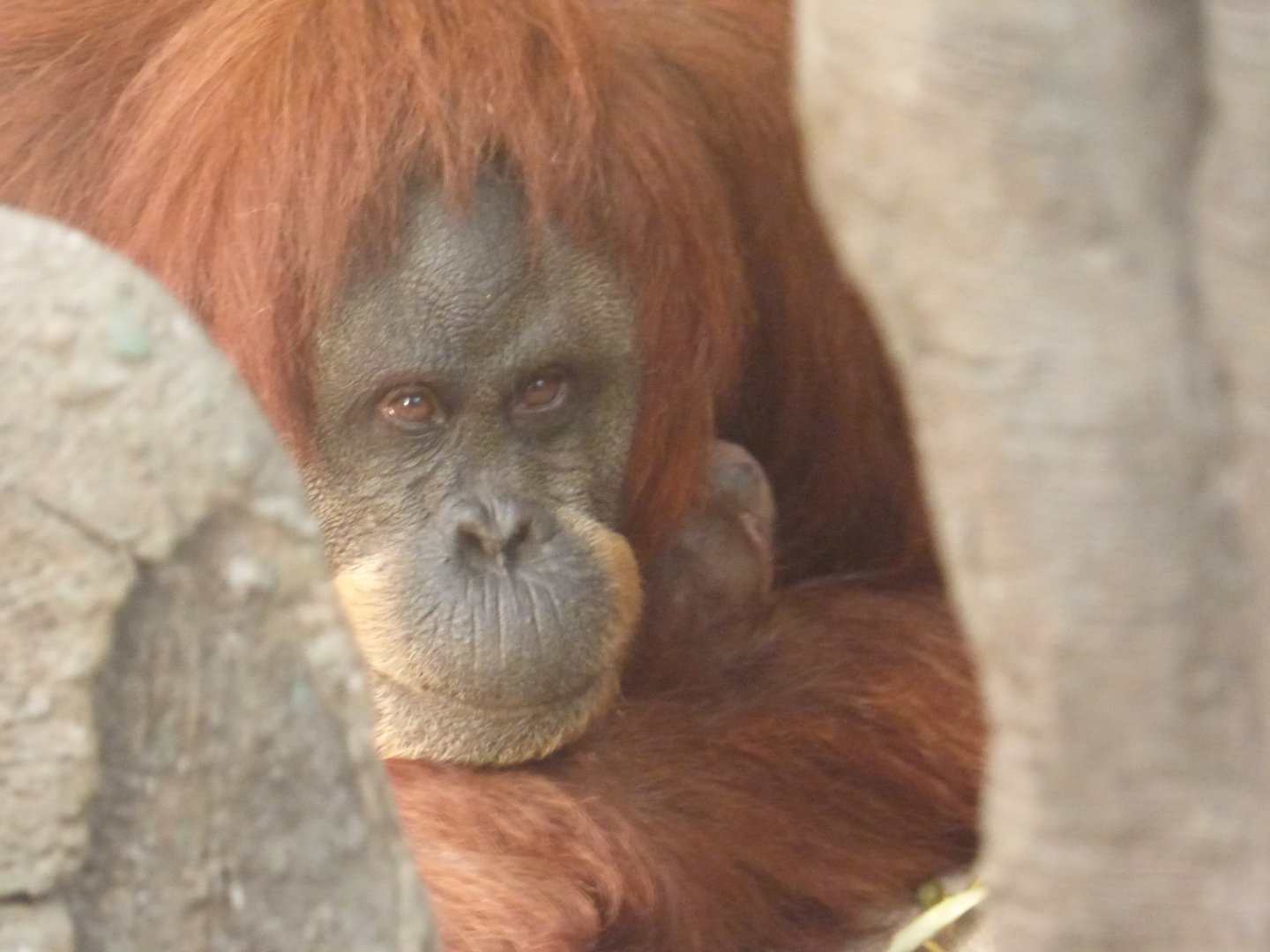 Emma and new baby (Sumatran Orang--utans)