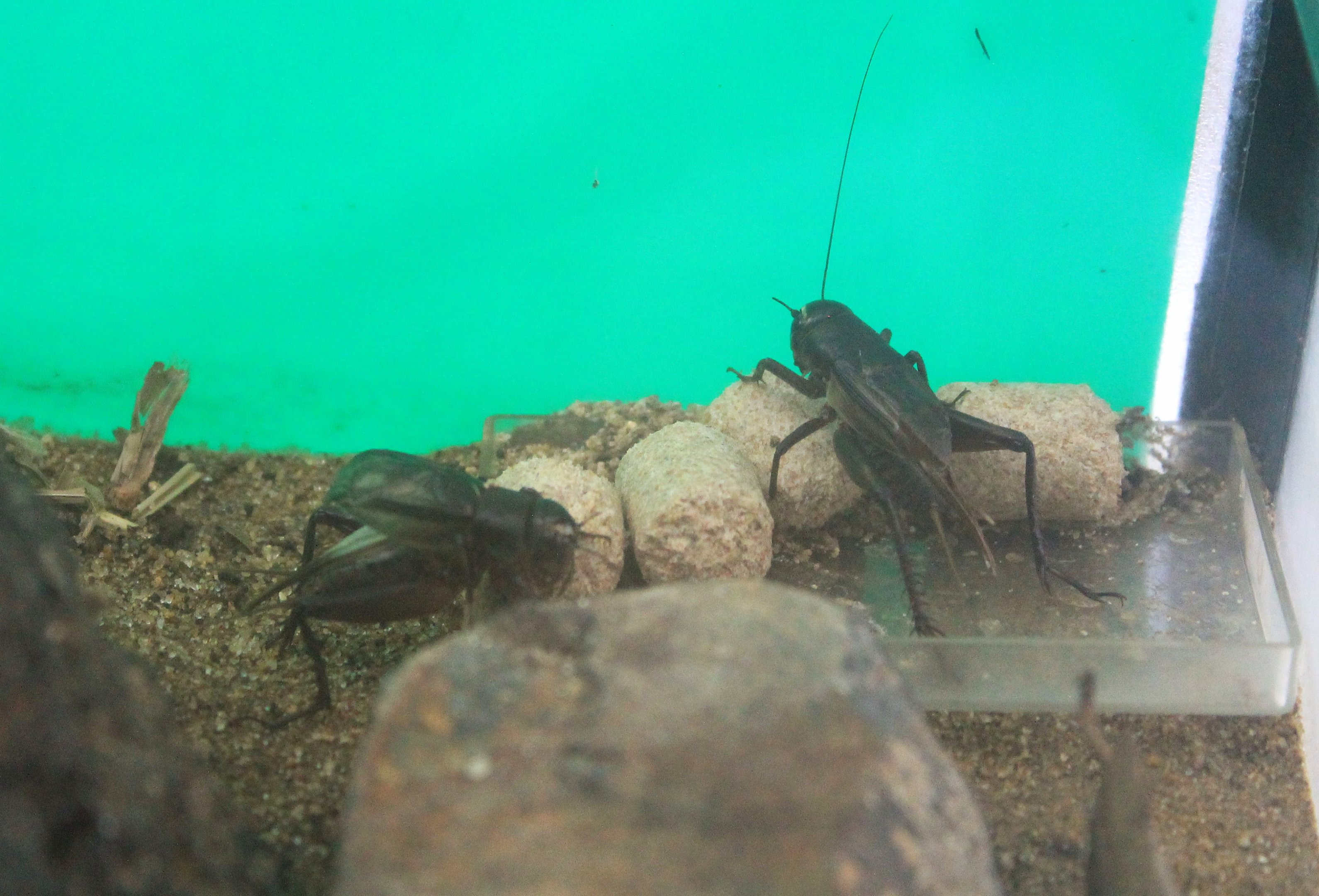 Emma Cricket (Teleogryllus emma)