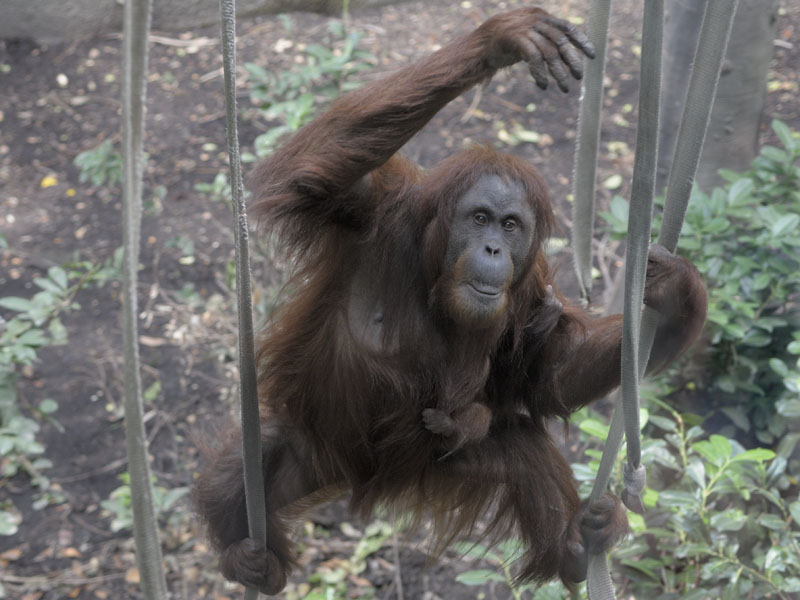 Emma demonstrating climbing technique 6