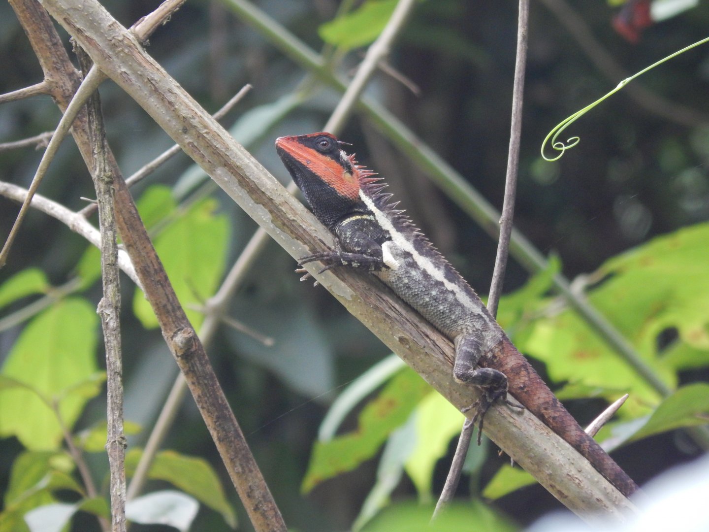 Emma Gray's Forest Lizard (Calotes emma)