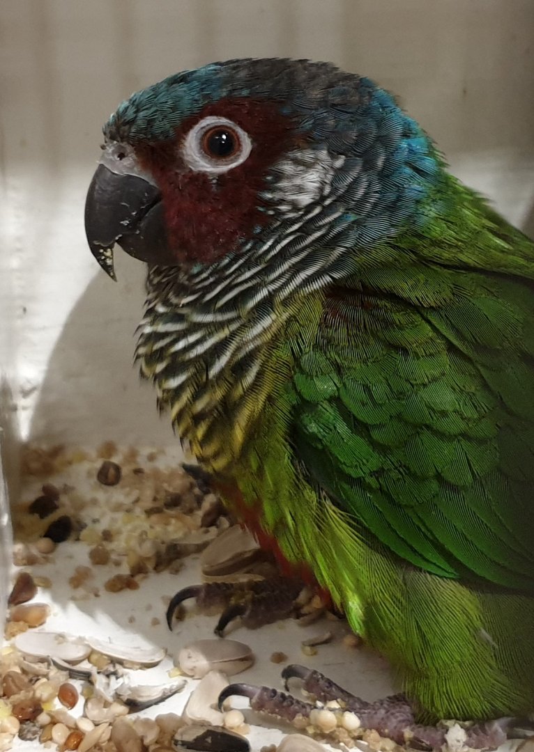 Emma parakeet - Pyrrhura leucotis emma