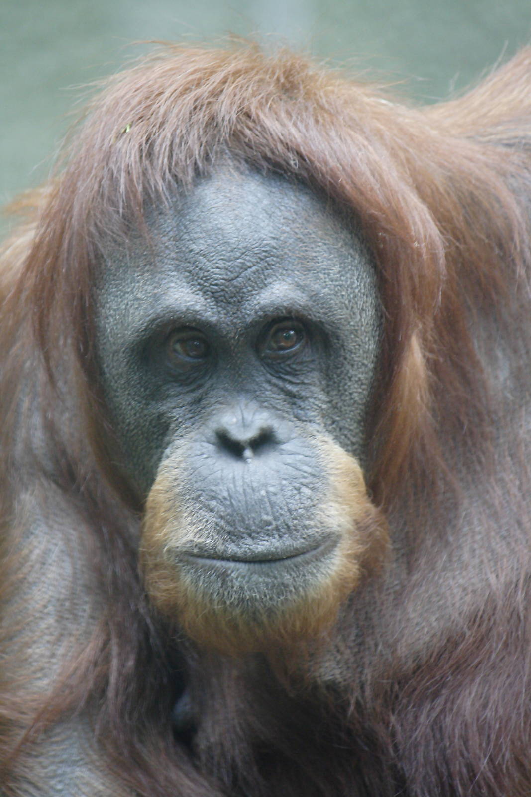 Emma - Sumatran orangutan