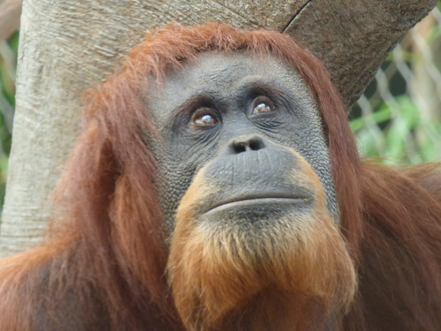 Emma (Sumatran Orangutan)