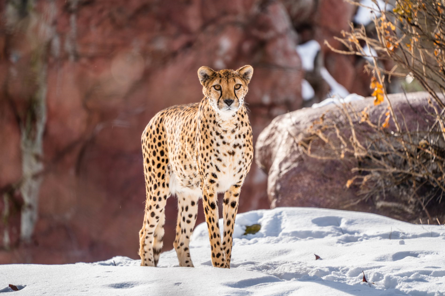 Emma the female Cheetah