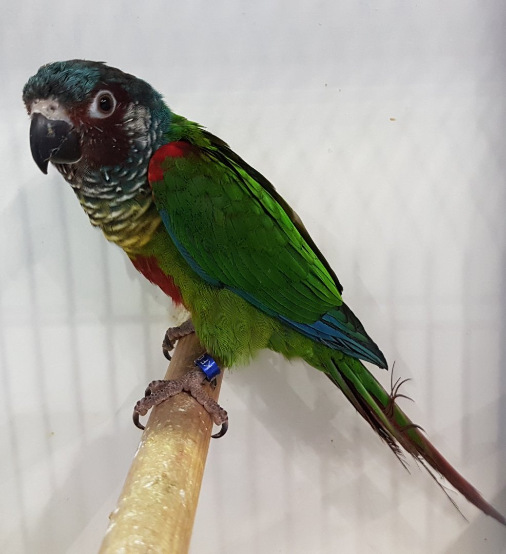 Emma white-eared parakeet