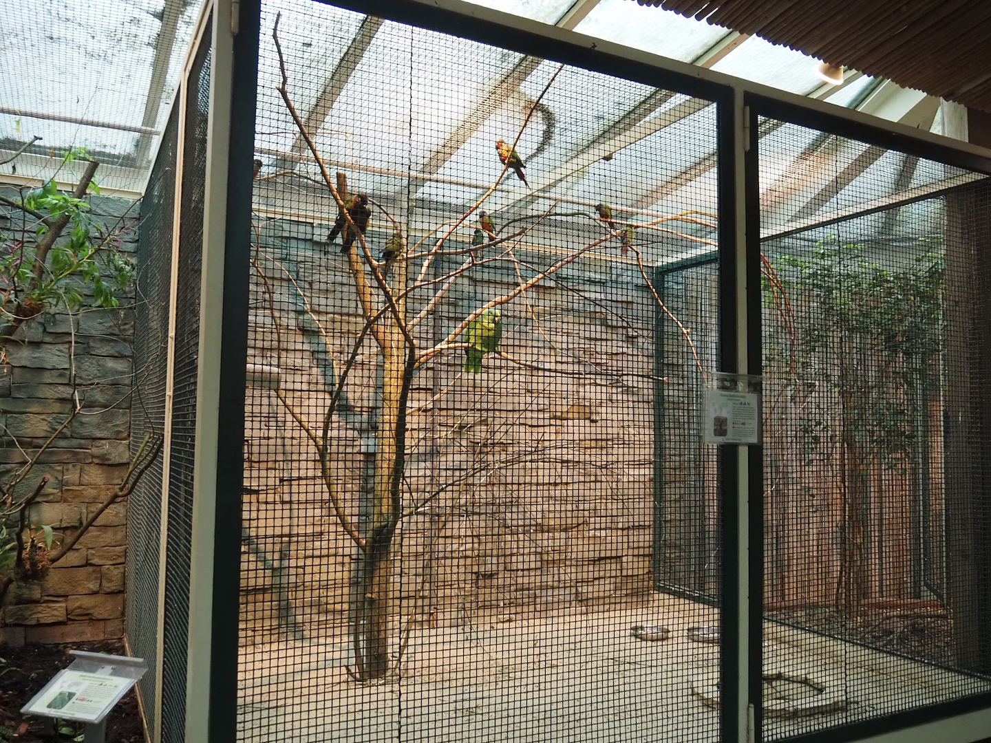 Emma's conure and Yellow-naped amazon aviary, 2024-05-22