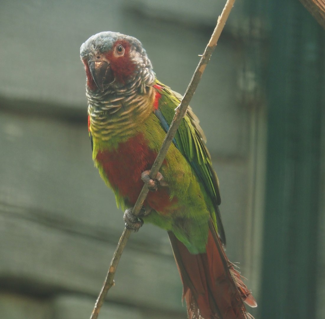 Emma’s conure (Pyrrhura emma), 2024-05-23
