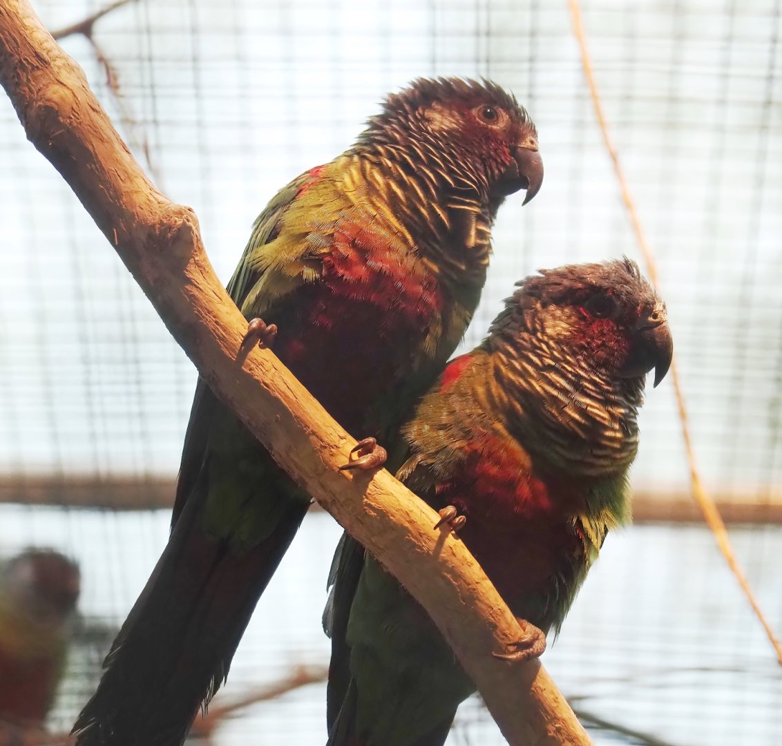 Emma’s conures (Pyrrhura emma), 2024-05-22