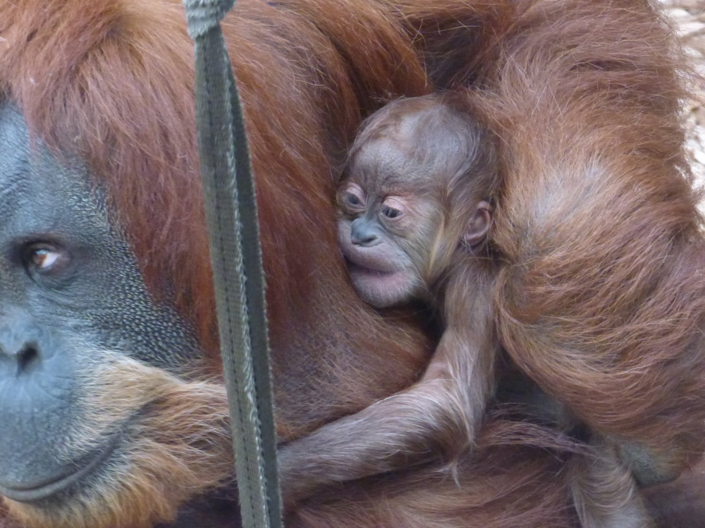 Emma's new baby (Sumatran Orang-utan)
