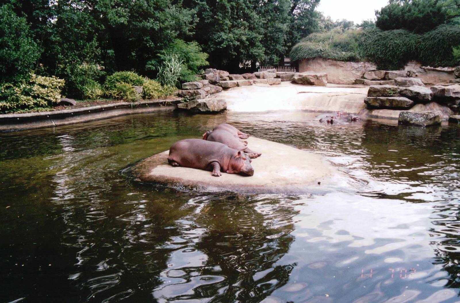 Emmen Zoo 2002 - Common Hippopotamus exhibit