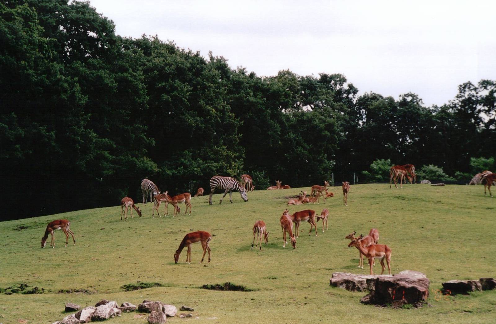 Emmen Zoo 2002 - Common Zebra and Impala
