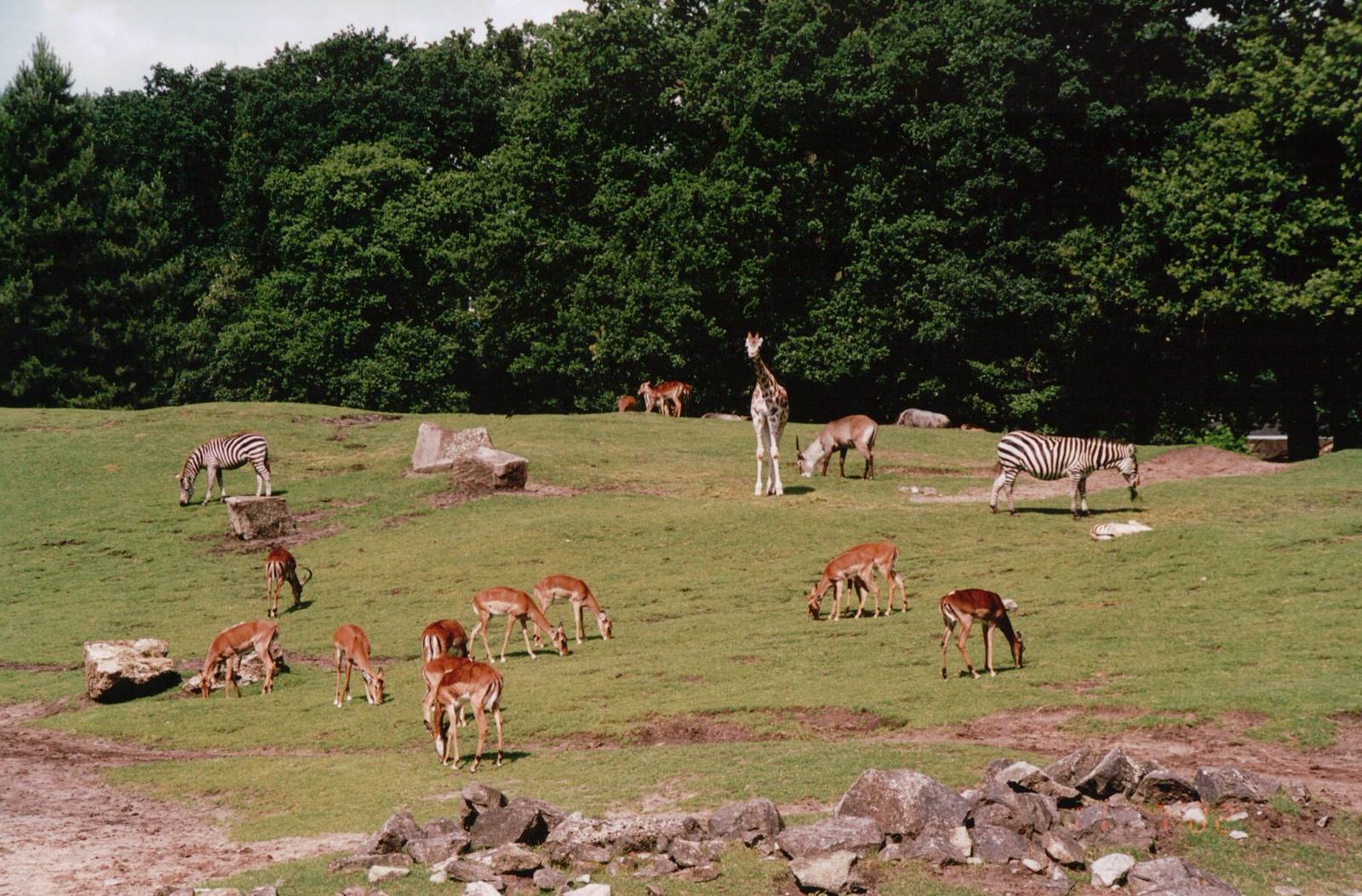 Emmen Zoo 2002 - Common Zebra, Impala and Common Waterbuck