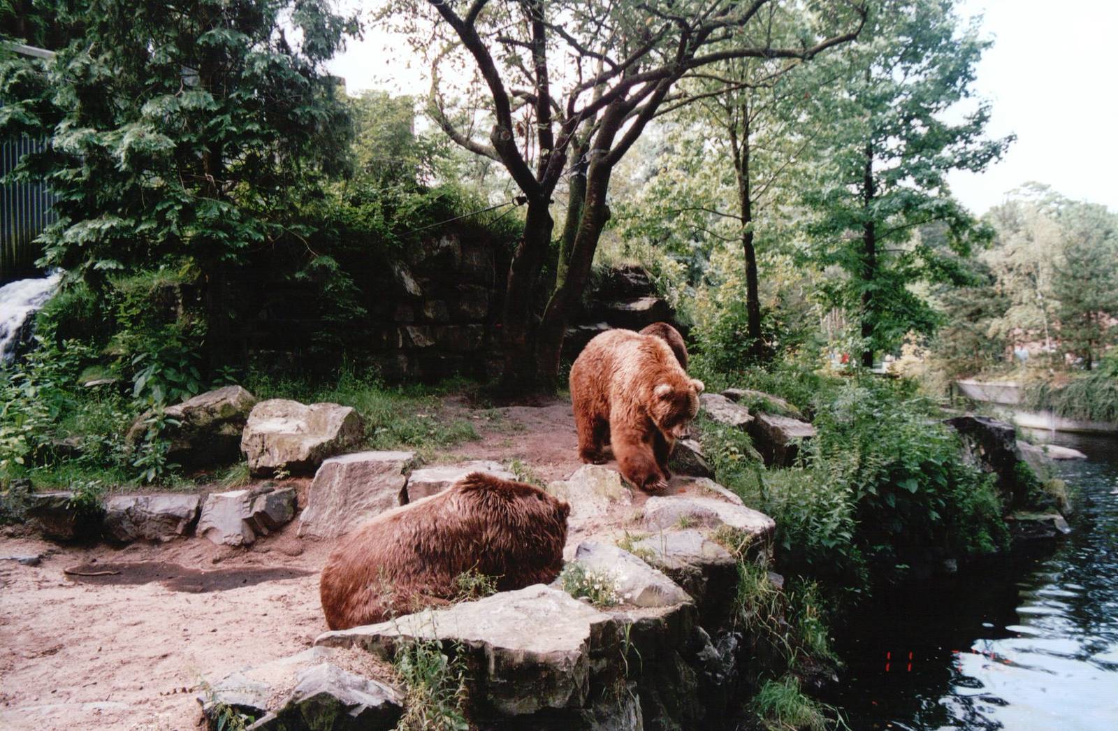 Emmen Zoo 2002 - Kodiak Bears