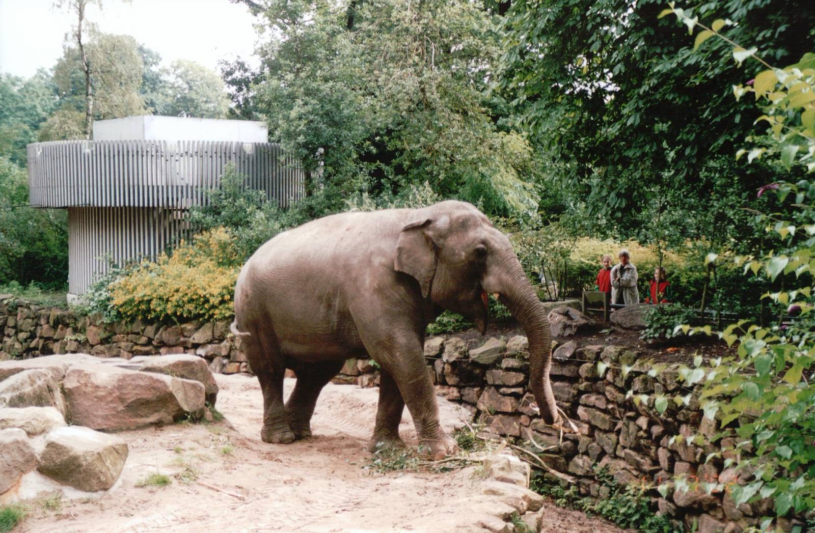 Emmen Zoo 2002 - Part of the famous Asiatic Elephant group