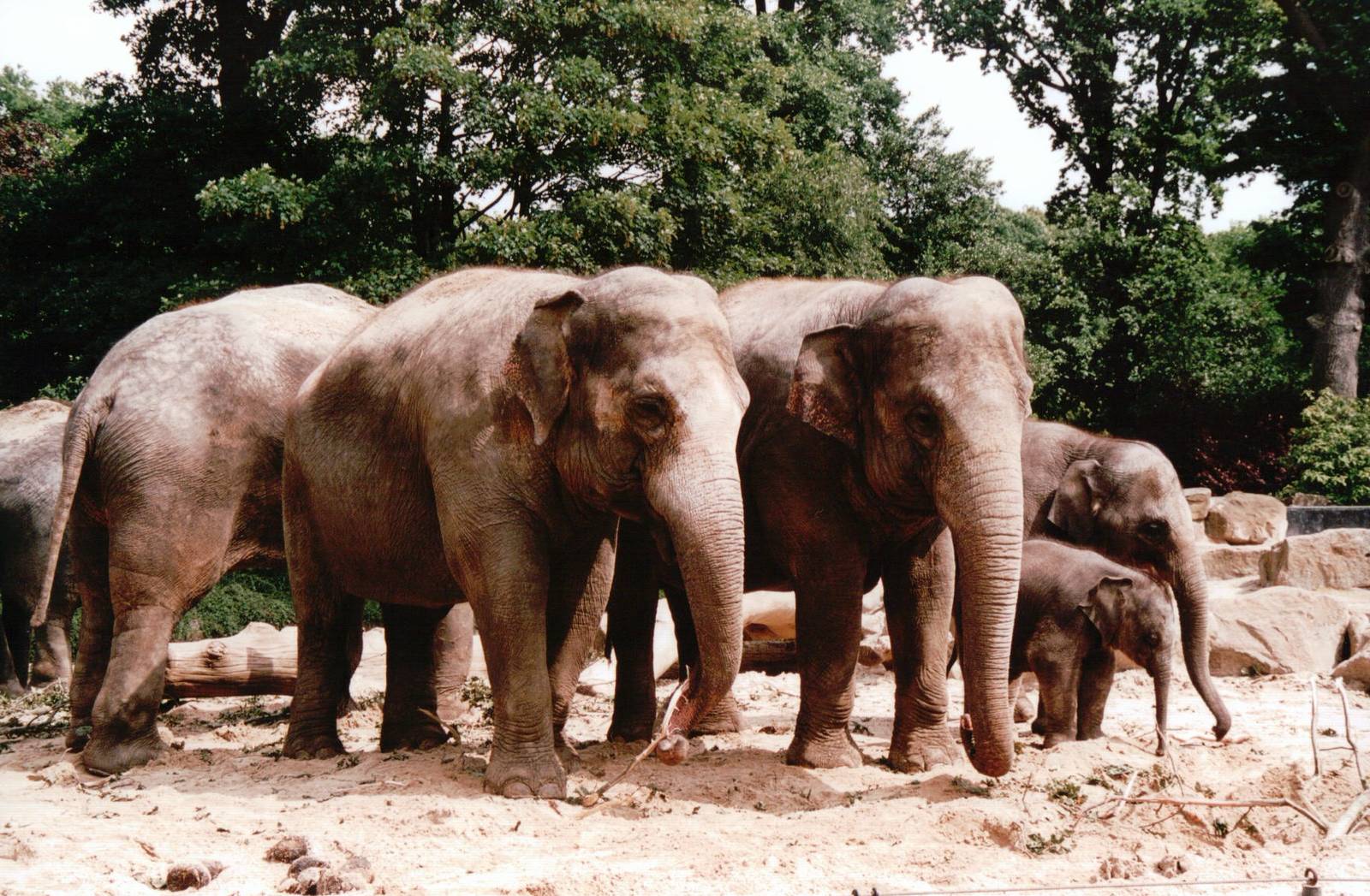 Emmen Zoo 2002 - Part of the famous Asiatic Elephant group