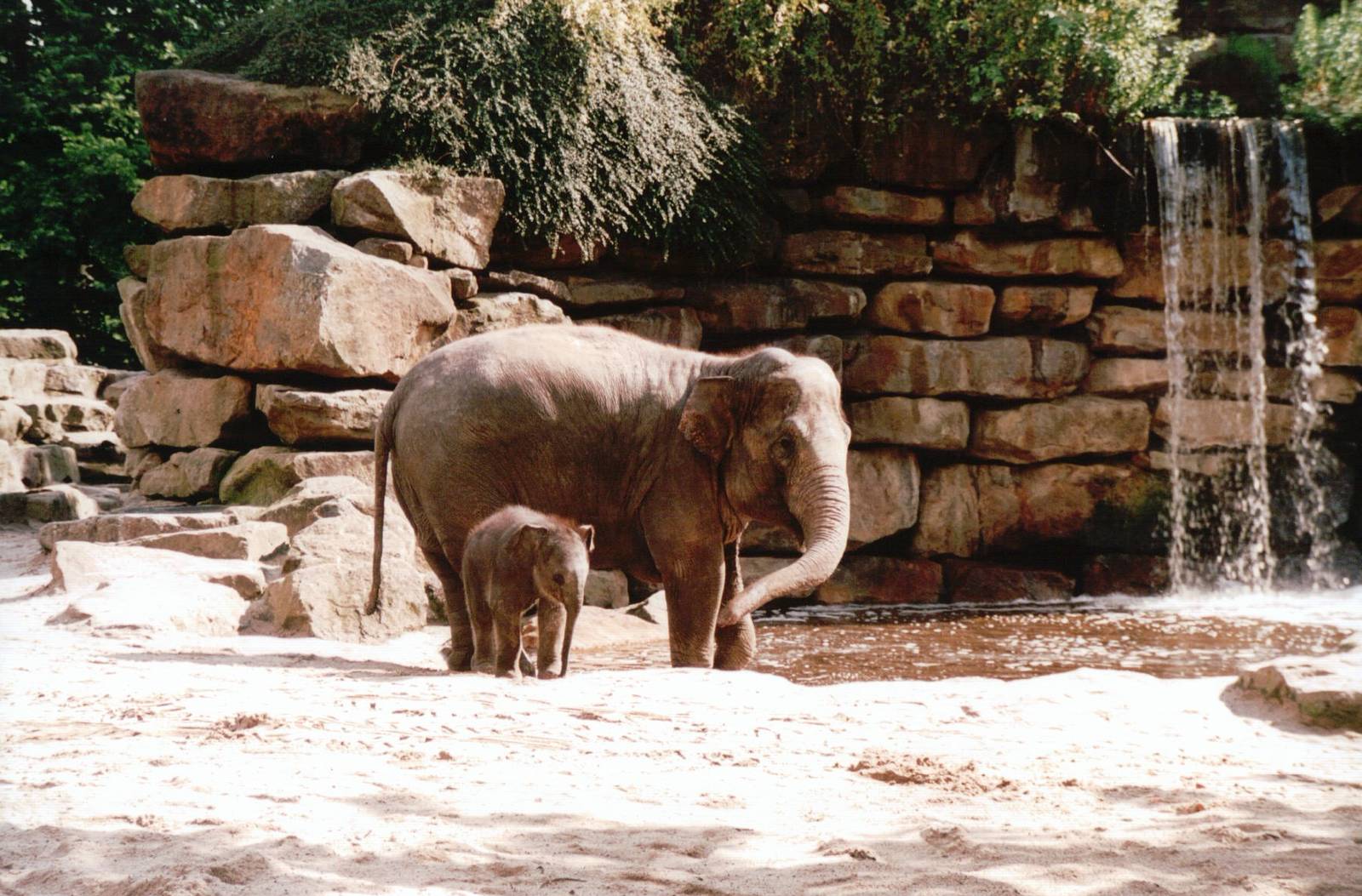 Emmen Zoo 2002 - Part of the famous Asiatic Elephant group