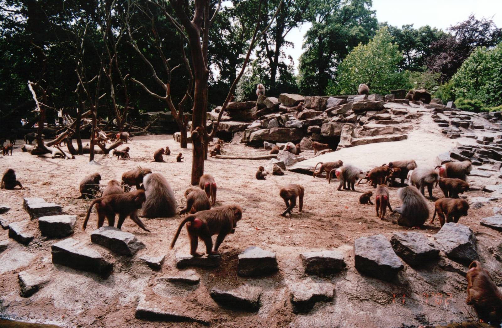 Emmen Zoo 2002 - Part of the Hamadryas Baboon exhibit