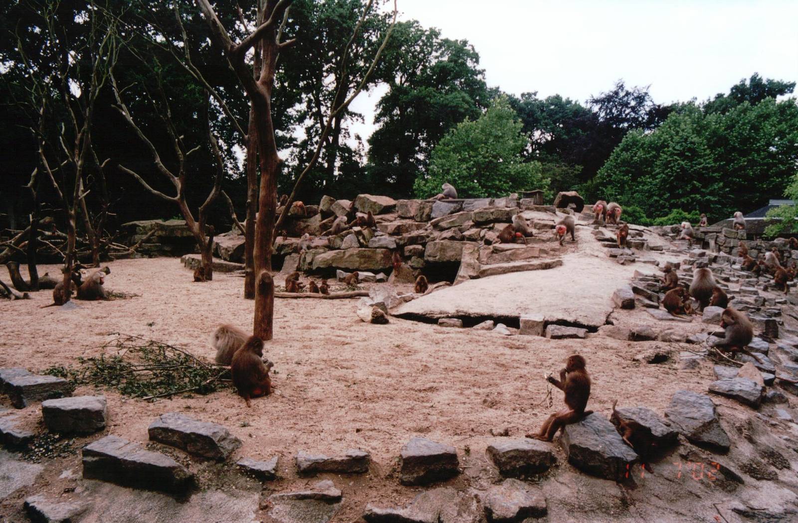 Emmen Zoo 2002 - Part of the Hamadryas Baboon exhibit